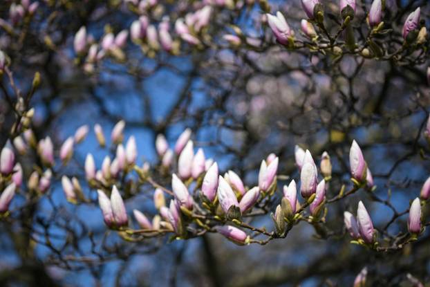 Zagreb: Procvala magnolija na Trgu kralja Tomislava