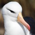 Novozelandska policija traži četiri jaja rijetkog albatrosa: 'Čudno da su nestala bez traga'