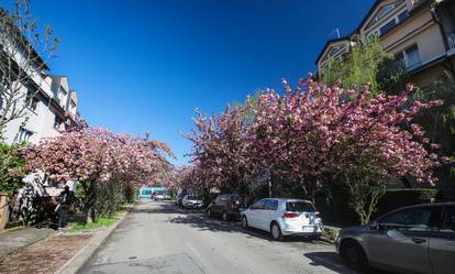 Zagreb: Rascvjetala stabla u Šulekovoj ulici, najljepšoj ulici u gradu