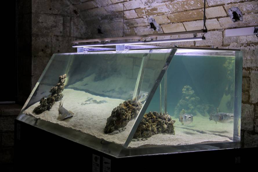 Otrovna riba u Istri: Otrov joj je 1200 puta jači od cijanida... Sad pliva u akvariju s ražopsom