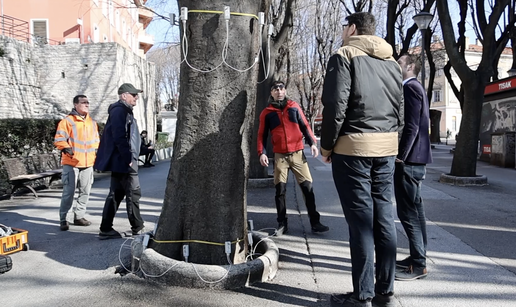 VIDEO Procjena stabala ladonja na Giardinima u Puli: Na&scaron;a su stabla stara &ccaron;ak 120 godina
