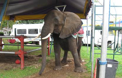 Najtužnija slonica na svijetu: Njezin život bio je pravi pakao