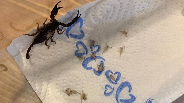 Austrijanka nakon odmora u Hrvatskoj našla 18 škorpiona u koferu: 'Vratit ćemo ih doma'