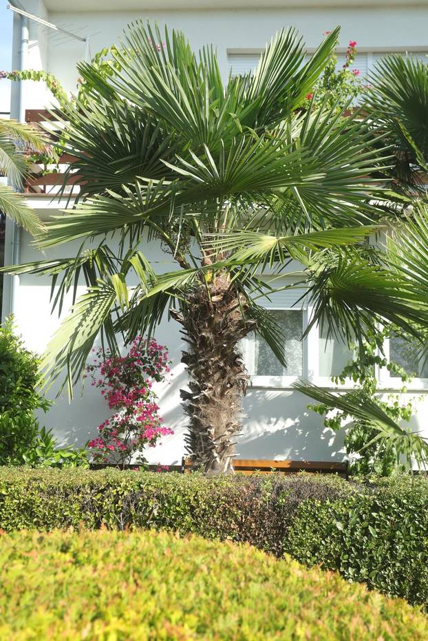 Egzotični vrt Igora Čupića