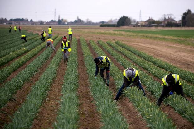 Daffodil picking at Taylor's Bulbs