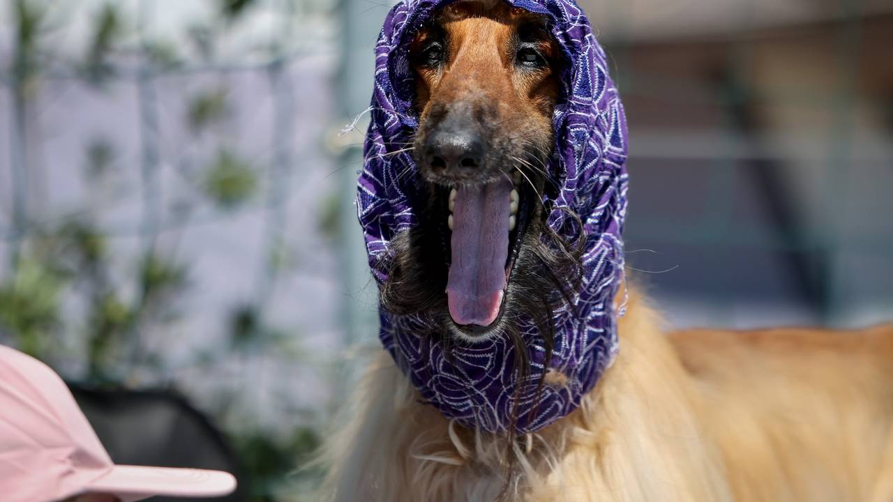 FOTO Pogledajte preslatke pse s međunarodne izložbe u Zadru