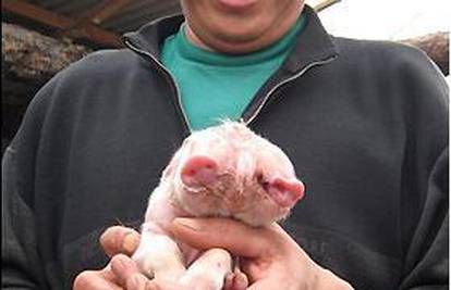 U Kini se među 13 praščića rodio jedan s dvije glave