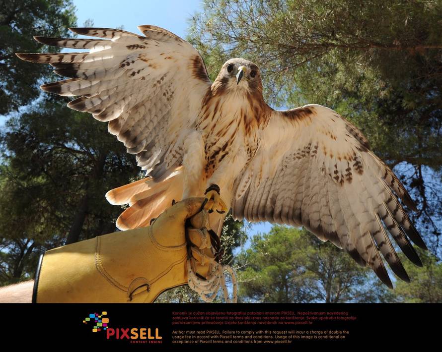 Hrvoje Jelavić/Pixsell