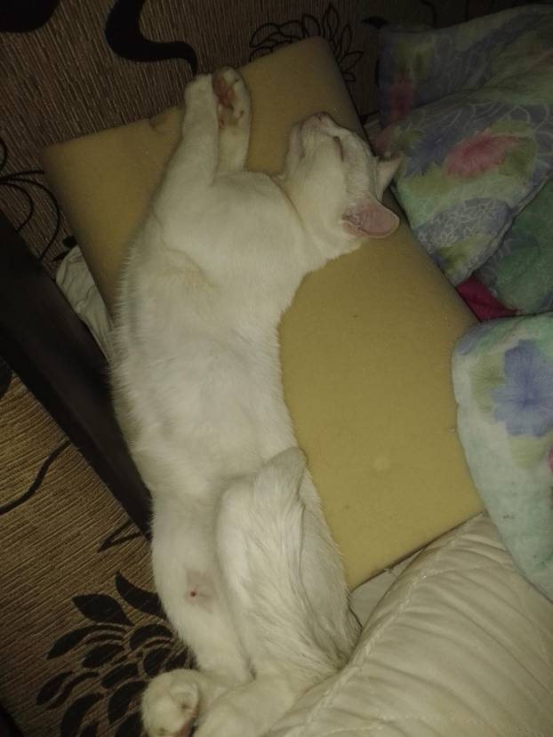 SUPER FOTKE vaših ljubimaca! Neki bi mogli biti viralni hit, ali svi su jednostavno neodoljivi