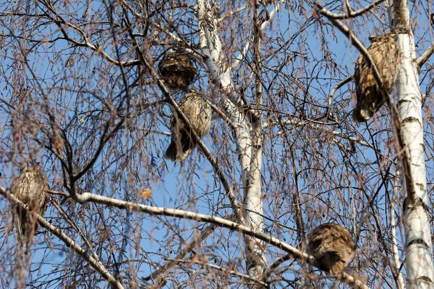 U centru Velike Gorice na brezama zimuju sove ušare
