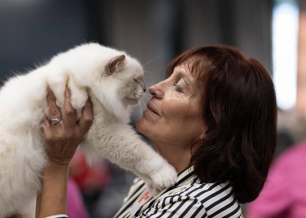 FOTO Velika izložba mačaka u Zagrebu: Predstavljene i jedinstvene modne kreacije