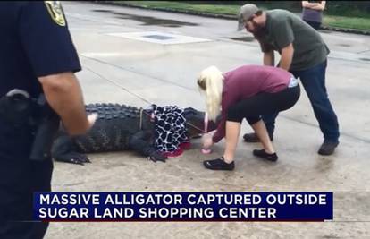 Krhka žena je na parkiralištu marketa svladala aligatora