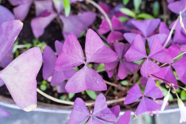 three shamrock leaves in a clover patch
