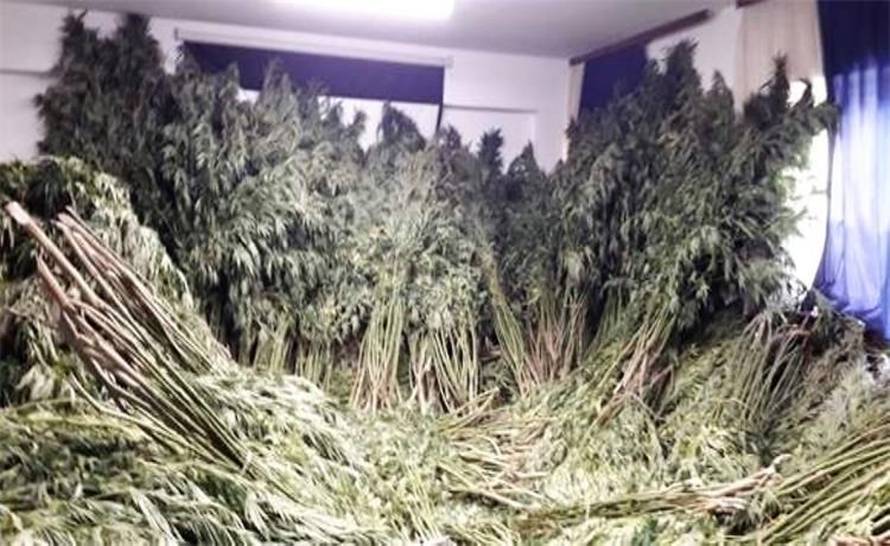 FOTO U Podravini policija našla ogromno polje marihuane: Tri muškarca su završila u pritvoru