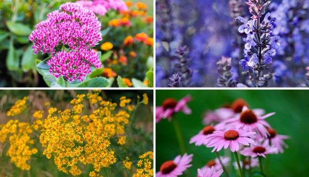 Posadite ovo cvijeće i svake godine imat ćete prekrasan vrt