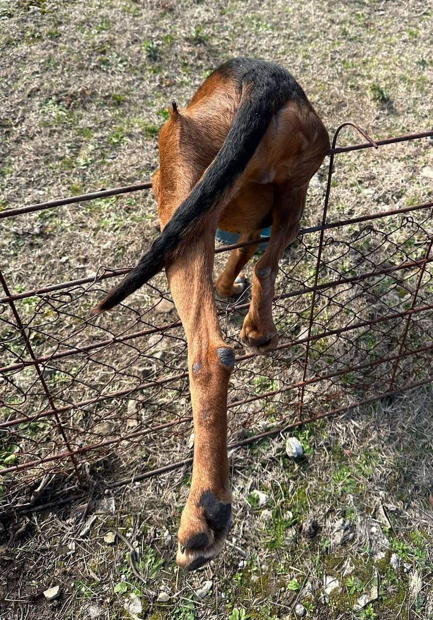 Psu kod Zadra šipka probila nogu, spašavali ga vatrogasci: 'Bio je u bolu i jako preplašen'