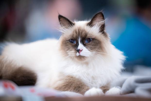 Zagreb: Drugi dan Međunarodne izložbe mačaka