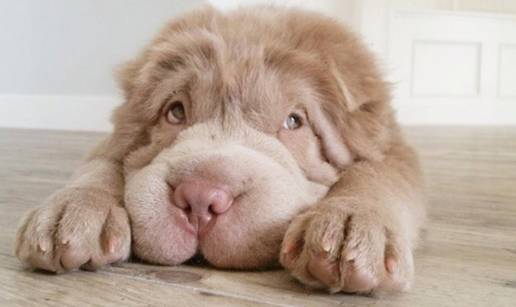 Tjedni broj 1: Ne&scaron;to ovakvo u &zcaron;ivotu jo&scaron; nismo vidjeli! A vi?