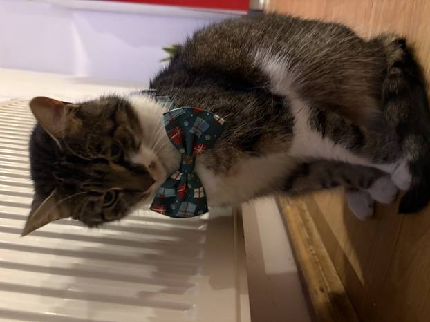 SUPER FOTKE vaših ljubimaca! Neki bi mogli biti viralni hit, ali svi su jednostavno neodoljivi