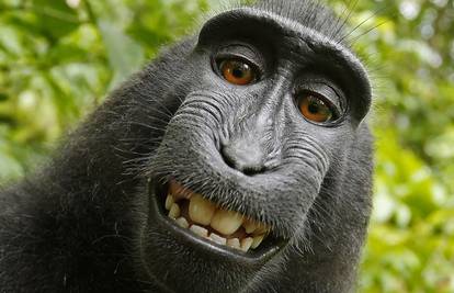 Kraj pravne trakavice: Majmun ne može imati autorska prava