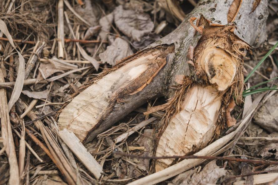 Dabrovi u Novom Marofu rade probleme: 'Ukrali su 200 letvi radnicima i odnijeli ih u potok'