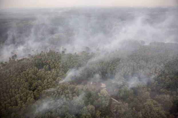 Forest fire in Luhansk region