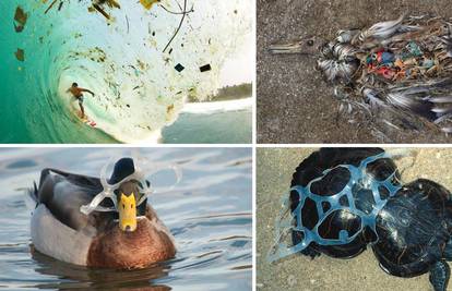 Grozni prizori: Ovako odbačene plastične boce štete životinjama