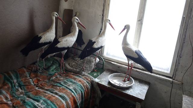 Storks that were saved by Bulgarian farmer Ismail are pictured in the village of Zaritsa
