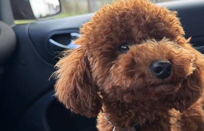 Bratu Mate Rimca nestao pas: Digli smo i dronove. Nudimo 5000 eura za informaciju!