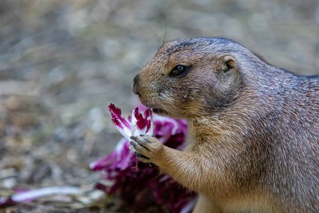 Pogledajte kako izgleda ljeto u zagrebačkom Zoološkom vrtu