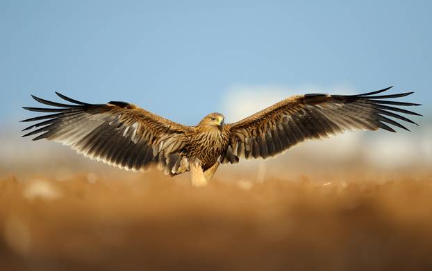 Eastern,Imperial,Eagle,With,Spread,Wings
