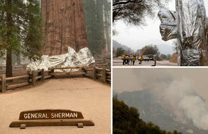 Sekvoje u Kaliforniji omataju u vatrootporne deke da ih zaštite