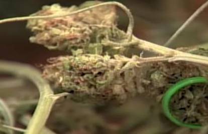 SAD: Sud vratio stabljike marihuane vlasnicima