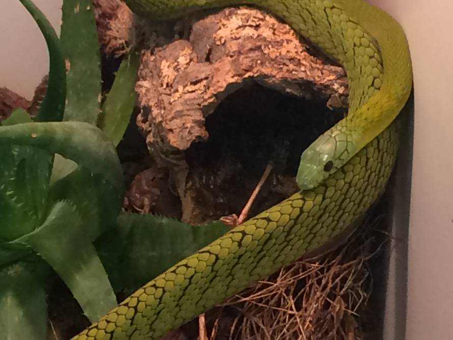 Crna mamba u Splitu:  Neke od ovih zmija iznimno brzo ubijaju