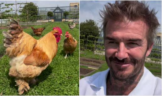 VIDEO Beckham ima novi hobi: Postao je farmer i uzgaja kokoši