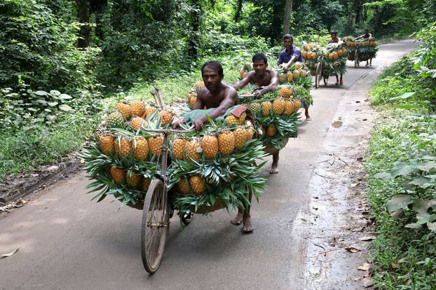 Pineapples on his ped! Farmers carry hundreds of pineapples on their bicycles