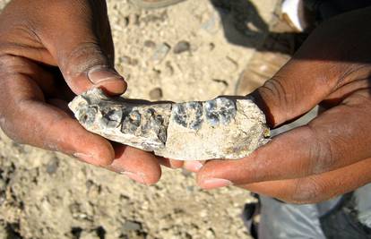 Fosil čeljusti otkrio: Naš prvi predak star je 2,8 mil. godina