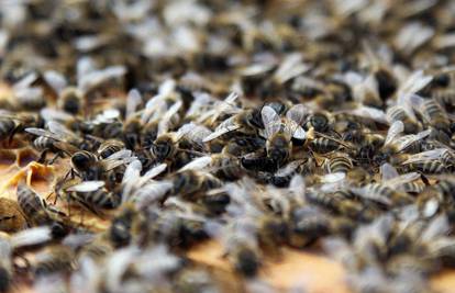 Roj od 800.000 pčela napao četiri vrtlara, jedan preminuo