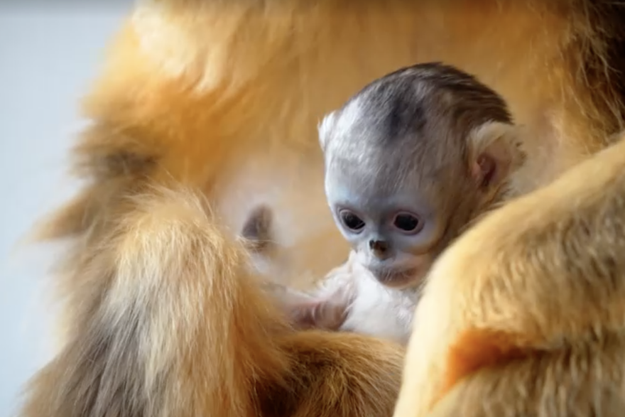 U belgijskom zoolo&scaron;kom vrtu ro&dstrok;eno ugro&zcaron;eno mladun&ccaron;e majmuna