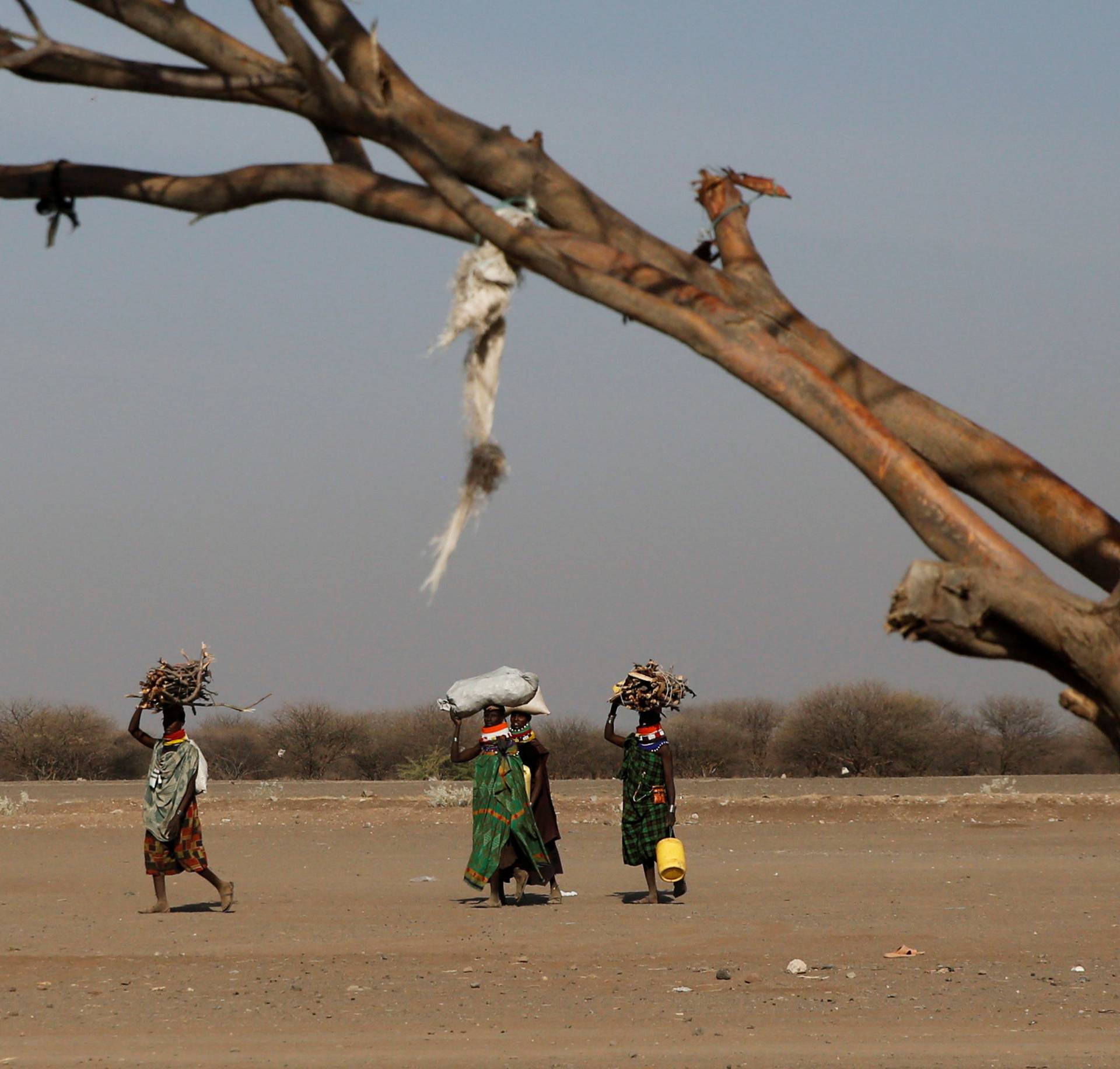 Turkana women carry fire wood on their head within Kalobeyei Settlement outside the Kakuma refugee camp in Turkana county