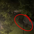 Snimka s Plitvičkih jezera: Halo, policija! Medo nam je u dvorištu