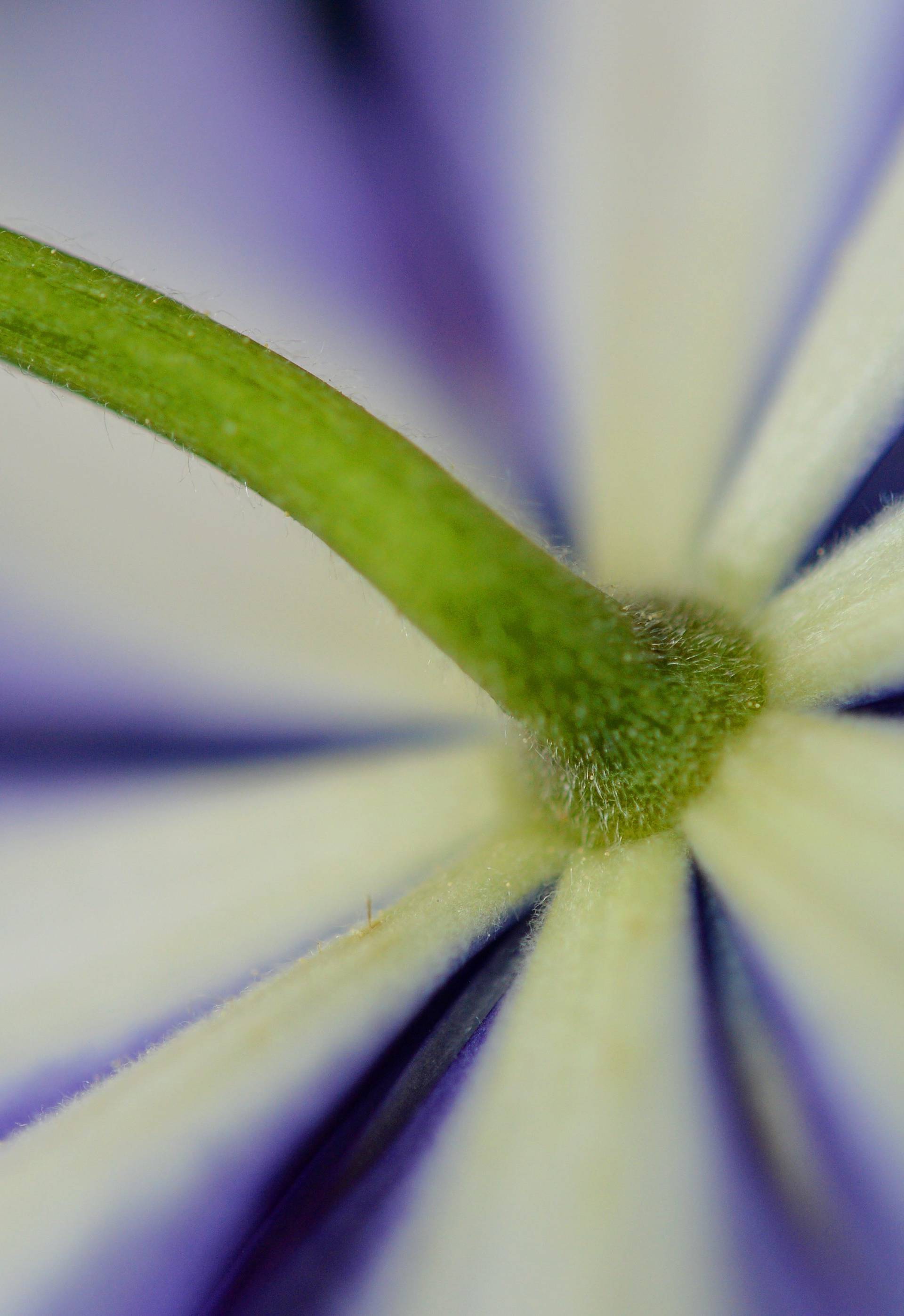 Clematis