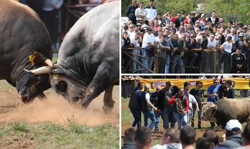 'Ne damo Peronji da viđa krave prije borbe. On bi se zaljubio!'