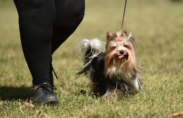 Nacionalna izložba pasa "Velika Gorica Trophy 2025"