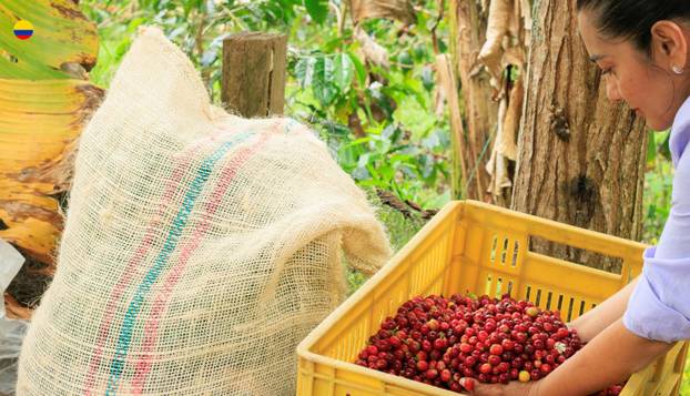 FOTO Katedrala od soli, kava i  mračna narko-prošlost: Jeste li znali ove stvari o Kolumbiji?