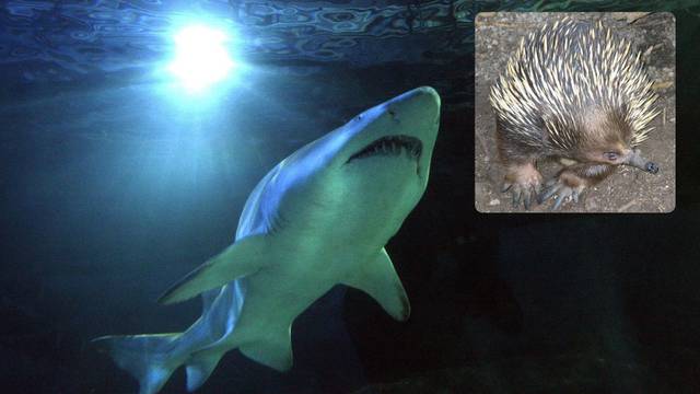 Znanstvenici u šoku: Morski pas je povratio kljunatog ješca