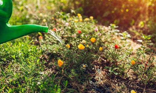 Predlažemo vam prirodne pripravke za vrt - za biljke u najboljem izdanju