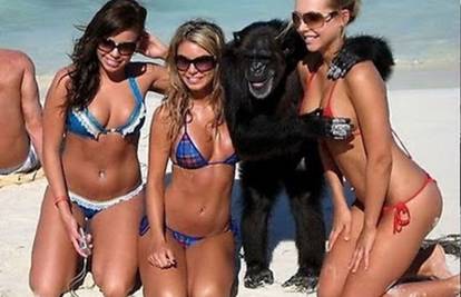 Hello titty: Što majmun zna da nije lijepo drpati bez pitanja?