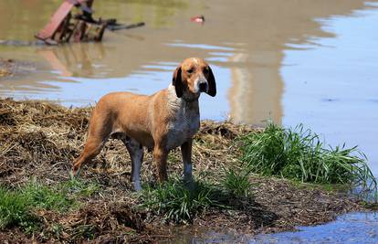 Otvorili Pet rescue telefon za izgubljene i nađene životinje