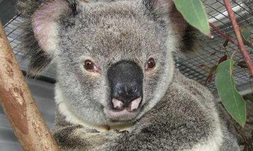 Koala Ely preživjela nalet auta pri brzini od 100 km/h